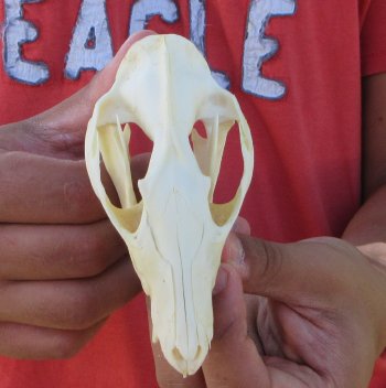 Real North American Opossum Skull - Cleaned & Whitened Animal Bone Specimen - $45