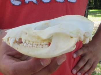 Real North American Opossum Skull - Cleaned & Whitened Animal Bone Specimen - $45