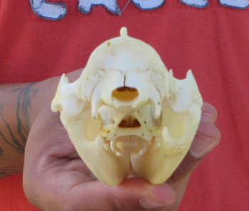 Real North American Opossum Skull - Cleaned & Whitened Animal Bone Specimen - $45