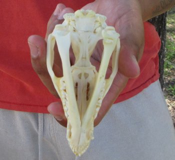 Real North American Opossum Skull - Cleaned & Whitened Animal Bone Specimen - $45