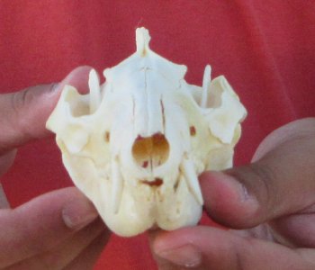 Real North American Opossum Skull - Cleaned & Whitened Animal Bone Specimen - $45