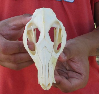 Real North American Opossum Skull - Cleaned & Whitened Animal Bone Specimen - $45