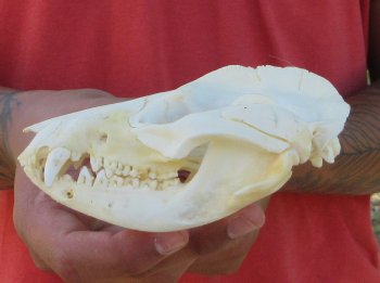 Real North American Opossum Skull - Cleaned & Whitened Animal Bone Specimen - $45