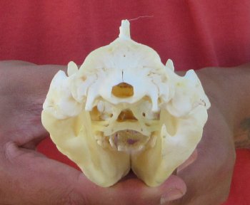 Real North American Opossum Skull - Cleaned & Whitened Animal Bone Specimen - $45