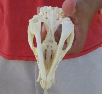 Real North American Opossum Skull - Cleaned & Whitened Animal Bone Specimen - $45