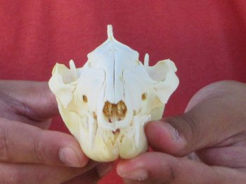 Real North American Opossum Skull - Cleaned & Whitened Animal Bone Specimen - $45