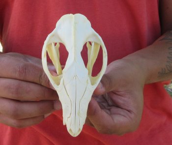 Real North American Opossum Skull - Cleaned & Whitened Animal Bone Specimen - $45