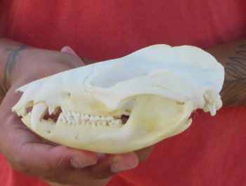 Real North American Opossum Skull - Cleaned & Whitened Animal Bone Specimen - $45