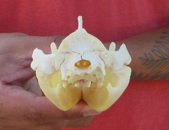 Real North American Opossum Skull - Cleaned & Whitened Animal Bone Specimen - $45