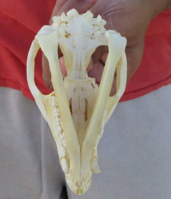 Real North American Opossum Skull - Cleaned & Whitened Animal Bone Specimen - $45
