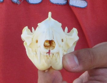 Real North American Opossum Skull - Cleaned & Whitened Animal Bone Specimen - $45