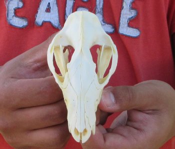 Real North American Opossum Skull - Cleaned & Whitened Animal Bone Specimen - $45