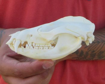 Real North American Opossum Skull - Cleaned & Whitened Animal Bone Specimen - $45