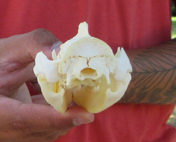 Real North American Opossum Skull - Cleaned & Whitened Animal Bone Specimen - $45