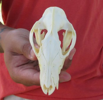 Real North American Opossum Skull - Cleaned & Whitened Animal Bone Specimen - $45