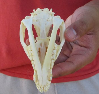 Real North American Opossum Skull - Cleaned & Whitened Animal Bone Specimen - $45