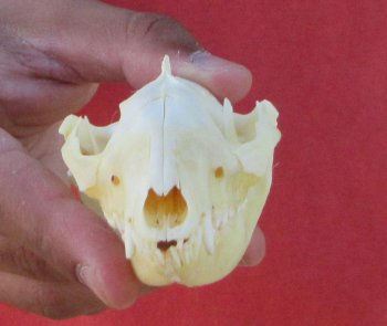 Real North American Opossum Skull - Cleaned & Whitened Animal Bone Specimen - $45