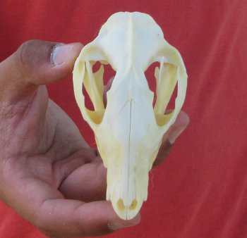 Real North American Opossum Skull - Cleaned & Whitened Animal Bone Specimen - $45