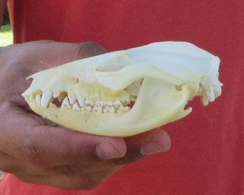 Real North American Opossum Skull - Cleaned & Whitened Animal Bone Specimen - $45