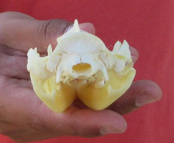 Real North American Opossum Skull - Cleaned & Whitened Animal Bone Specimen - $45