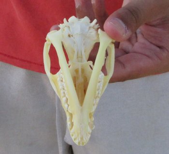 Real North American Opossum Skull - Cleaned & Whitened Animal Bone Specimen - $45