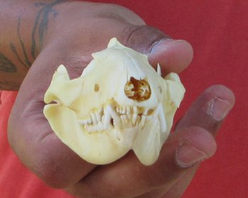 Real North American Opossum Skull - Cleaned & Whitened Animal Bone Specimen - $45