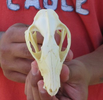 Real North American Opossum Skull - Cleaned & Whitened Animal Bone Specimen - $45