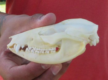 Real North American Opossum Skull - Cleaned & Whitened Animal Bone Specimen - $45