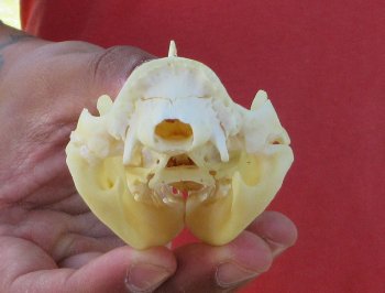 Real North American Opossum Skull - Cleaned & Whitened Animal Bone Specimen - $45