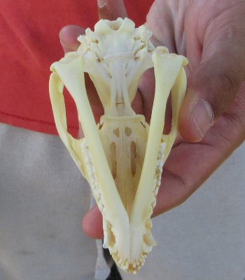Real North American Opossum Skull - Cleaned & Whitened Animal Bone Specimen - $45
