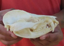 Real North American Opossum Skull - Cleaned & Whitened Animal Bone Specimen - $45