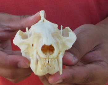 Real North American Opossum Skull - Cleaned & Whitened Animal Bone Specimen - $45