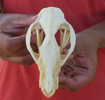 Real North American Opossum Skull - Cleaned & Whitened Animal Bone Specimen - $45