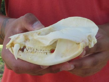 Real North American Opossum Skull - Cleaned & Whitened Animal Bone Specimen - $45