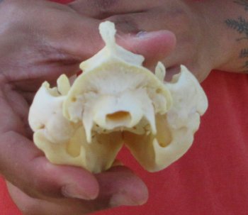 Real North American Opossum Skull - Cleaned & Whitened Animal Bone Specimen - $45