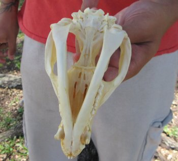 Real North American Opossum Skull - Cleaned & Whitened Animal Bone Specimen - $45