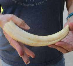 9" Ivory Tusk from African Warthog 