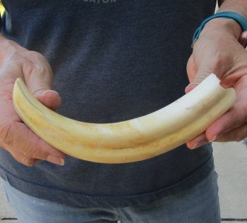 9" Ivory Tusk from African Warthog 