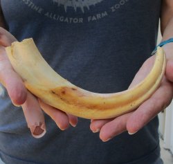 9" Ivory Tusk from African Warthog 