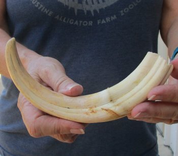 9" Ivory Tusk from African Warthog 