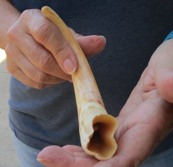 9" Ivory Tusk from African Warthog 