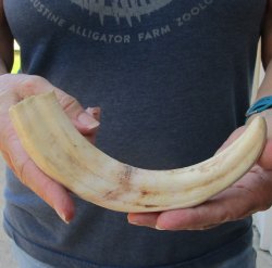 9-1/2" Ivory Tusk from African Warthog 