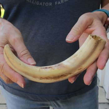 9-1/2" Ivory Tusk from African Warthog 