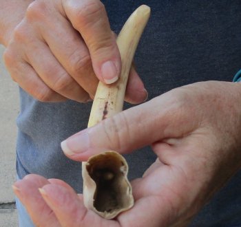 9-1/2" Ivory Tusk from African Warthog 