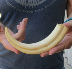 9" Ivory Tusk from African Warthog 