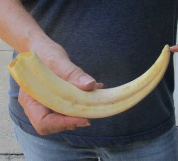9" Ivory Tusk from African Warthog 