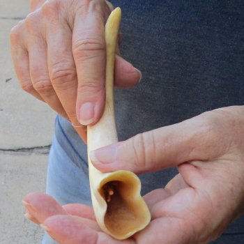 9" Ivory Tusk from African Warthog 