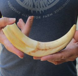 9" Ivory Tusk from African Warthog 
