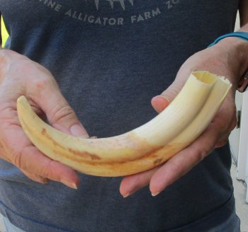 9" Ivory Tusk from African Warthog 
