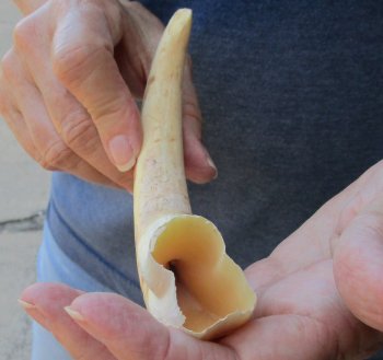 9" Ivory Tusk from African Warthog 